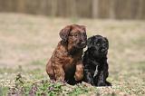 BRIARD 198